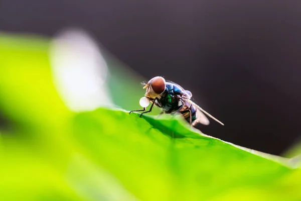 Macro Fényképezés Blow Fly Bluebottle Rovar Zöld Levél Szár Fénymásoló — Stock Fotó