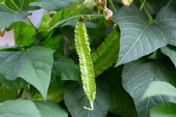 Winged Bean Plant — Stock Photo, Image