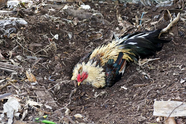 Pollos en granja de aves de corral tradicional — Foto de Stock