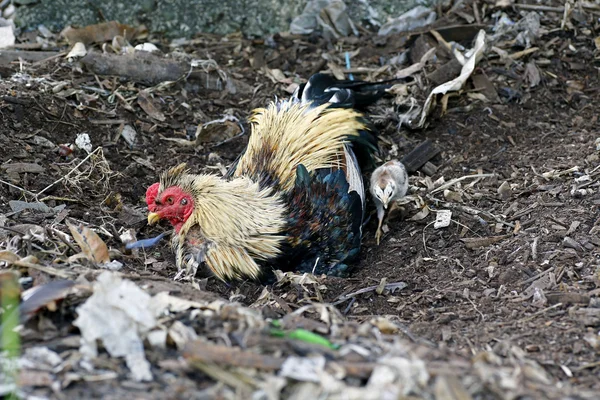 Pollos en granja de aves de corral tradicional — Foto de Stock