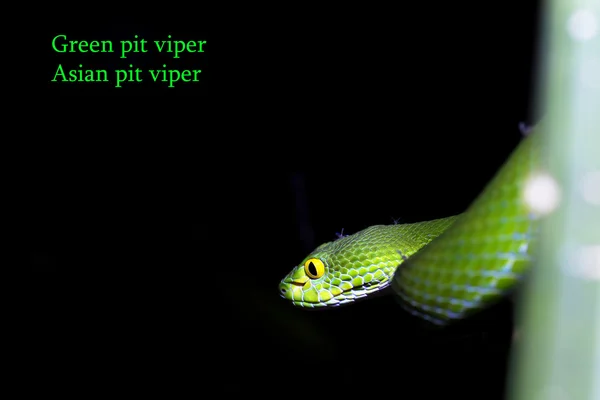 Serpente — Fotografia de Stock