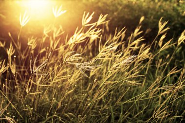 Gün batımında çimen tarlası