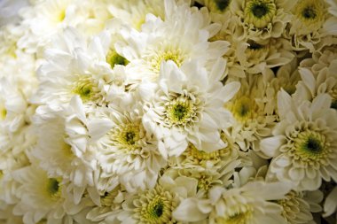 Çiçekler ve güzel yapraklar