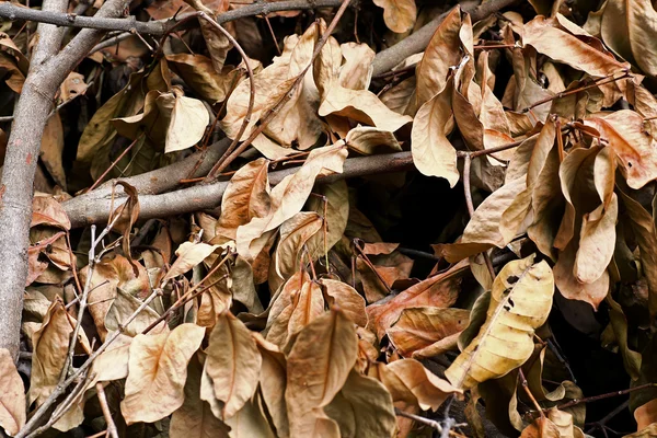 Dry leaves — Stock Photo, Image