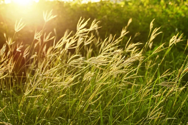 Campo de hierba durante la puesta del sol — Foto de Stock