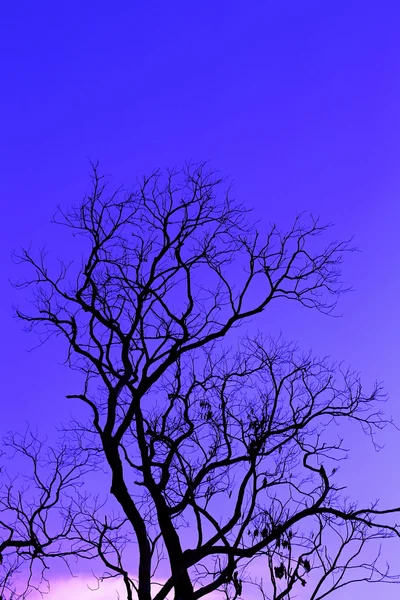 Fog and tree — Stock Photo, Image