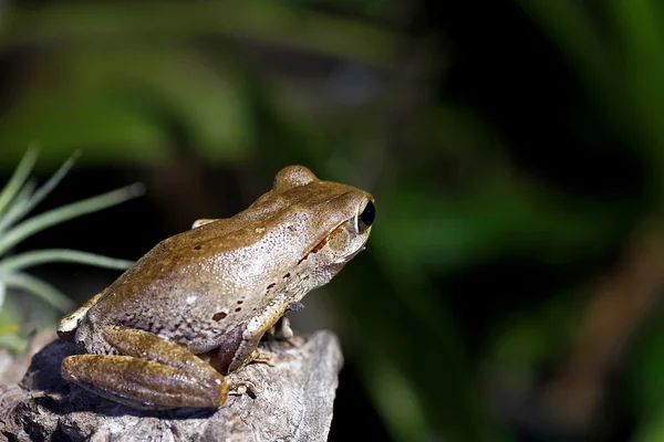 Sapo de árvore de olhos incrível — Fotografia de Stock