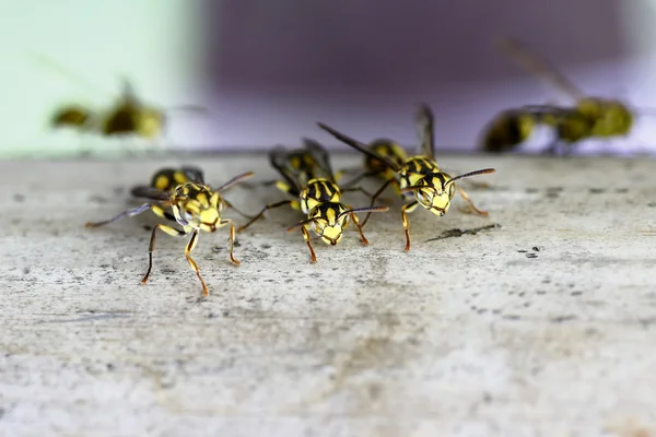 Nid de frelons aux guêpes — Photo