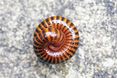 kırkayaklar kırkayak için benzer ama bacaklar Vücut kesimi başına iki çift var