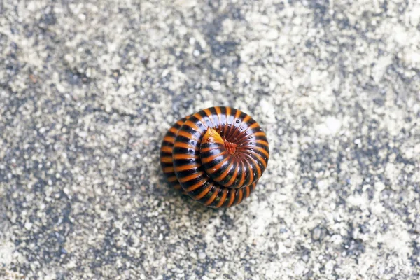 Los milpiés son similares a los ciempiés, pero tienen dos pares de patas por segmento corporal — Foto de Stock