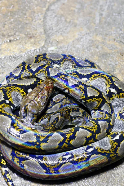 Padrão pele boa — Fotografia de Stock