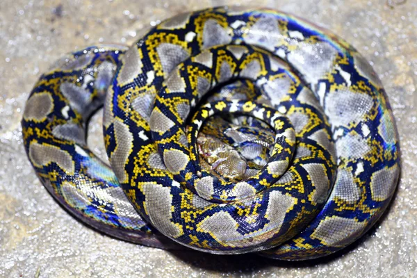 Python python royal Stock Photos, Royalty Free Python python royal ...