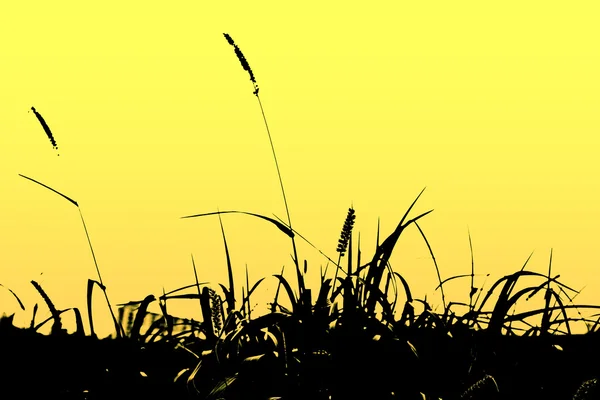 Câmp de iarbă în timpul apusului de soare — Fotografie, imagine de stoc
