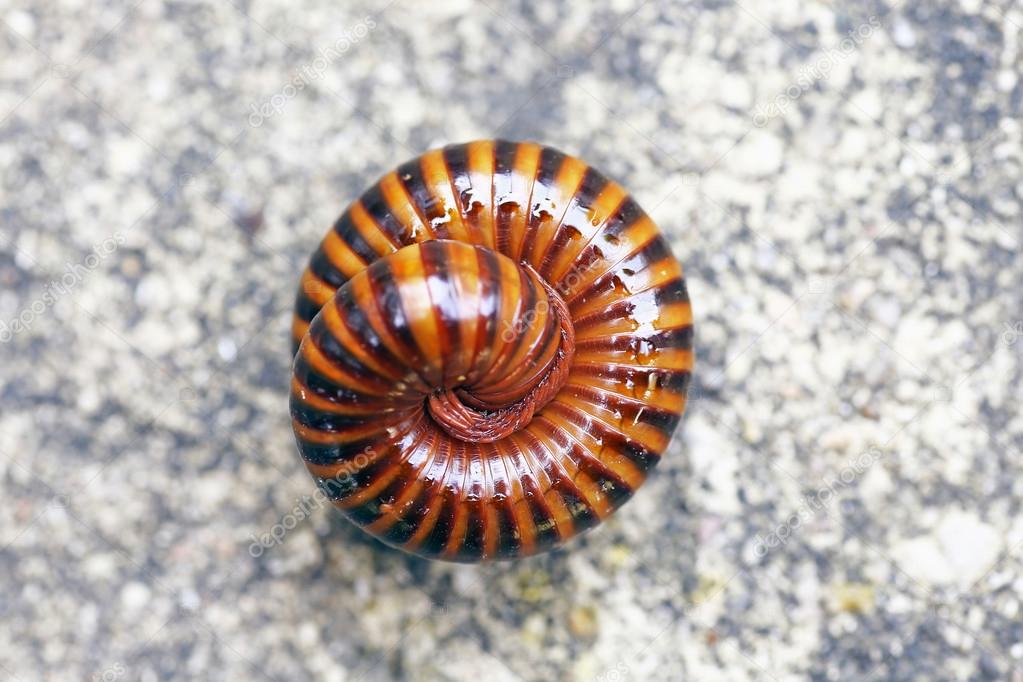 Millipedes are similar to centipedes, but have two pairs of legs per body segment