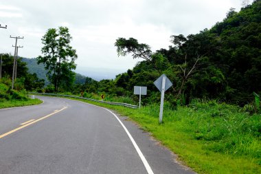 Taze yeşil ağacın kıvrımlı yolu