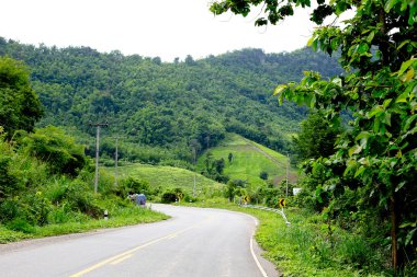 Taze yeşil ağacın kıvrımlı yolu