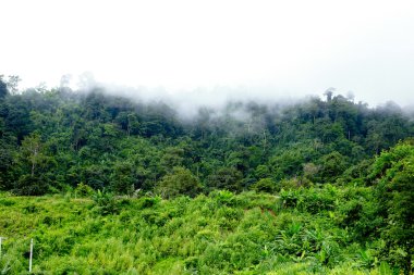 Taze yeşil ağacın kıvrımlı yolu