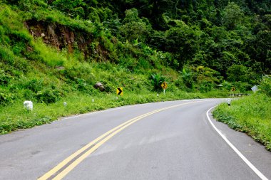 Taze yeşil ağacın kıvrımlı yolu