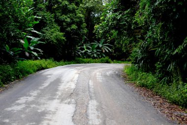 Taze yeşil ağacın kıvrımlı yolu