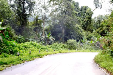 Taze yeşil ağacın kıvrımlı yolu