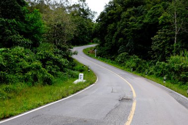 Taze yeşil ağacın kıvrımlı yolu