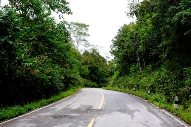 Taze yeşil ağacın kıvrımlı yolu