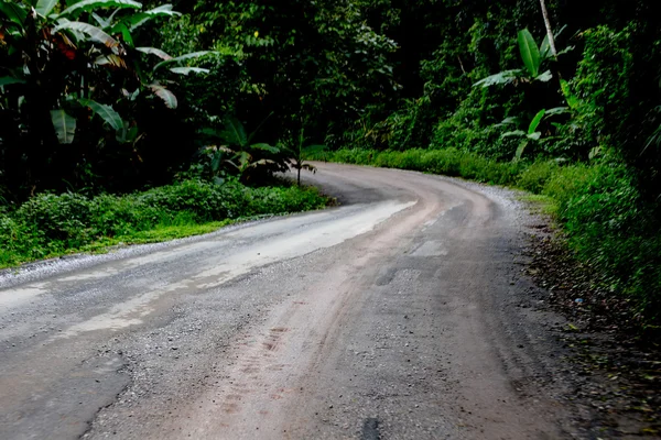 Une route sinueuse d'arbre vert frais — Photo