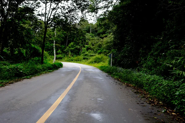 A curvy road of fresh green tree — Stock Photo, Image