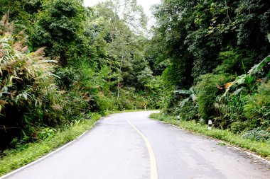 Taze yeşil ağacın kıvrımlı yolu