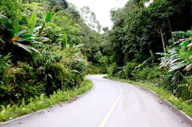 Taze yeşil ağacın kıvrımlı yolu