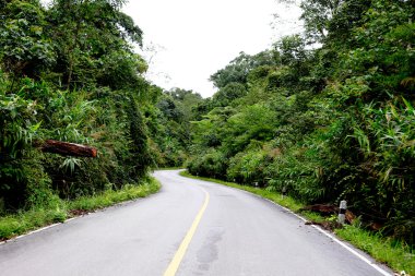 Taze yeşil ağacın kıvrımlı yolu