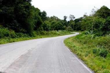 Taze yeşil ağacın kıvrımlı yolu