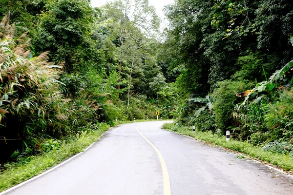 Taze yeşil ağacın kıvrımlı yolu