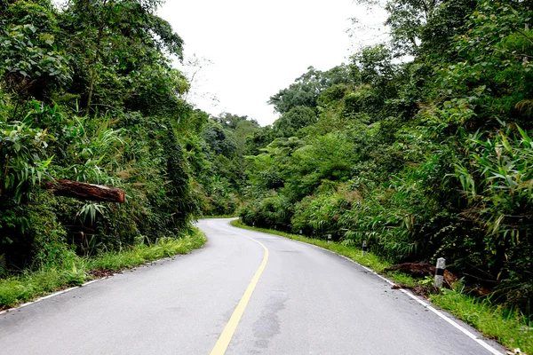 Taze yeşil ağacın kıvrımlı yolu