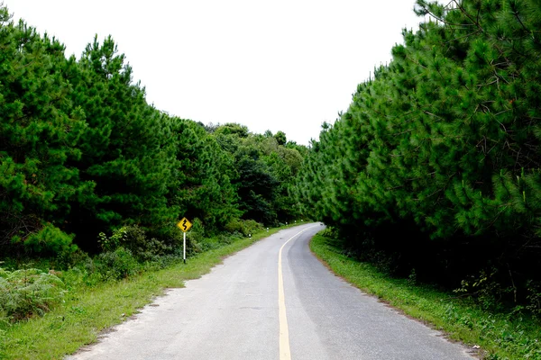 Een bochtige straat van verse groene boom — Stockfoto