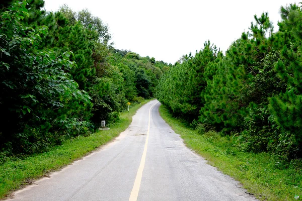 Une route sinueuse d'arbre vert frais — Photo