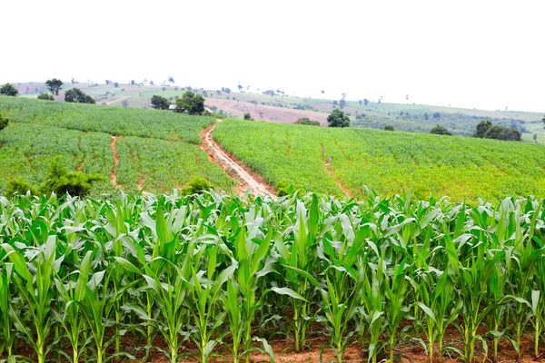 Corn field — Stock Photo, Image