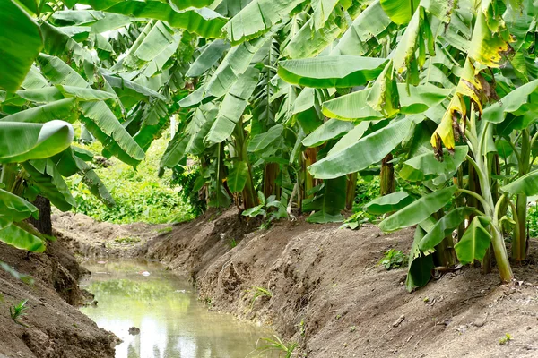 Banane auf dem Bananenbaum — Stockfoto