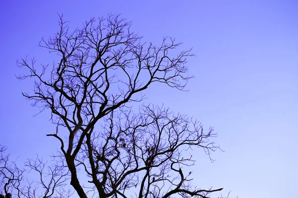 Sluneční paprsky pronikají ranní mlhou a stromem — Stock fotografie