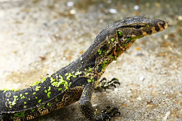 Vody monitor ještěrka — Stock fotografie