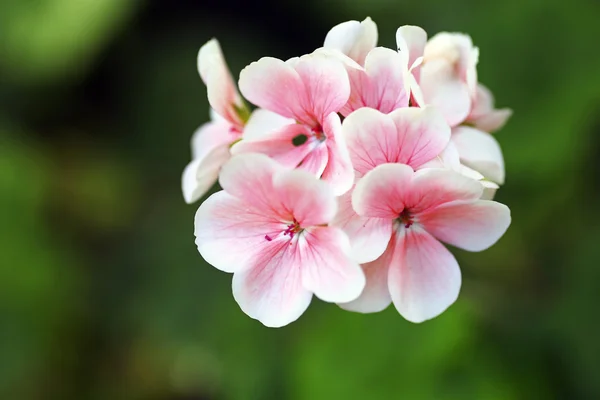 Flor y hermosos pétalos —  Fotos de Stock