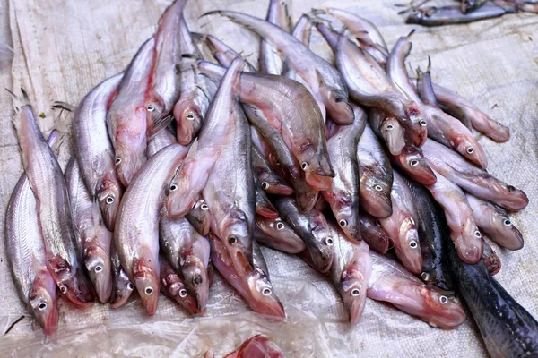 Meerval verkoop op lokale markt, Thailand — Stockfoto