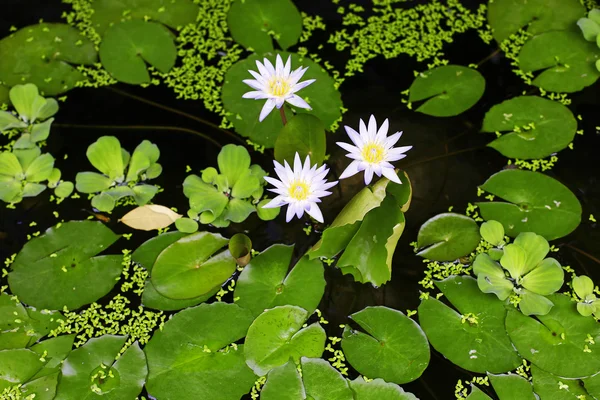 Göletteki lotus. — Stok fotoğraf