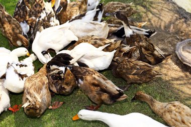 Bir grupta ördek yürümek