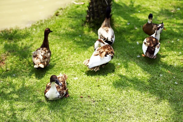 Promenade de canard dans une ferme — Photo