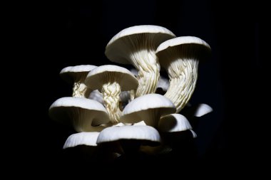 Taze organik Phoenix mantar