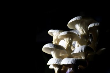 Taze organik Phoenix mantar