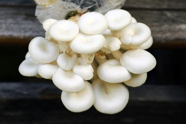 Taze organik Phoenix mantar