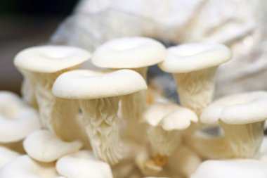 Taze organik Phoenix mantar