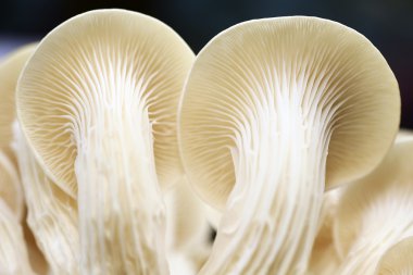 Taze organik Phoenix mantar